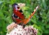 Peacock Butterfly (Inachis io) - Wiki