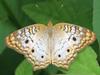 White Peacock Butterfly (Anartia jatrophae) - Wiki