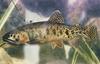 Cutthroat Trout (Oncorhynchus clarki) - Wiki