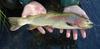 Yellowstone Cutthroat Trout (Oncorhynchus clarki bouvieri) - Wiki