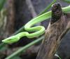 Green Vine Snake (Oxybelis fulgidus) - Wiki