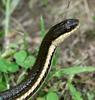 Queen Snake (Regina septemvittata) - Wiki