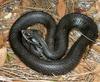 Eastern Hog-nosed Snake (Heterodon platirhinos) - Wiki