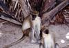 Grivet, Vervet Monkey (Chlorocebus aethiops) - Wiki