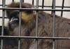Moustached Guenon (Cercopithecus cephus) - Wiki