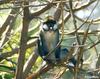 Red-tailed Monkey (Cercopithecus ascanius) - Wiki