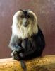 Lion-tailed Macaque (Macaca silenus) - Wiki