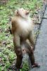 Northern Pig-tailed Macaque (Macaca leonina) - Wiki