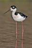 Black-necked Stilt (Himantopus mexicanus) - Wiki