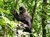 Grey-cheeked Mangabey (Lophocebus albigena) - Wiki