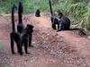 Grey-cheeked Mangabey (Lophocebus albigena) troop