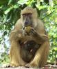 Yellow Baboon (Papio cynocephalus) - Wiki