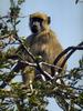 Chacma Baboon (Papio ursinus) - Wiki