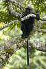 Nilgiri Langur (Trachypithecus johnii) - Wiki