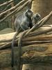 Silvery Lutung (Trachypithecus cristatus) - Wiki