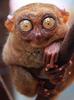 Tarsier (Family: Tarsiidae, Genus: Tarsius) - Wiki