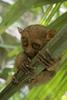 Philippine Tarsier (Tarsius syrichta) - Wiki