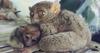 Philippine Tarsier (Tarsius syrichta) with a baby