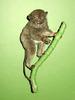 Horsfield's Tarsier (Tarsius bancanus) - Wiki