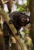 Marmoset (Family: Cebidae, Genus: Callithrix) - Wiki