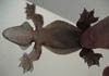Kuhl's Flying Gecko (Ptychozoon kuhli) underside