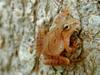 Spring Peeper (Pseudacris crucifer) - Wiki