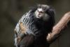 Wied's Marmoset (Callithrix kuhlii) - Wiki