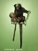 Buffy-tufted Marmoset (Callithrix aurita) - Wiki