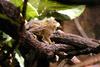 Pygmy Marmoset (Callithrix pygmaea)