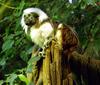 Cottontop Tamarin (Saguinus oedipus) - Wiki