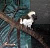 Tamarin (Family: Cebidae, Genus: Saguinus) - Wiki