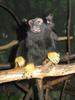 Red-handed Tamarin (Saguinus midas) - Wiki