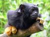 Red-handed Tamarin (Saguinus midas)