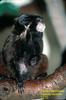 Black-mantled Tamarin (Saguinus nigricollis) - Wiki