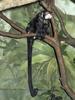 Moustached Tamarin (Saguinus mystax) - Wiki