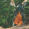 White-lipped Tamarin (Saguinus labiatus) - Wiki