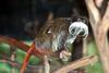 Emperor Tamarin (Saguinus imperator) - Wiki