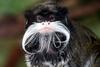 Emperor Tamarin (Saguinus imperator) portrait