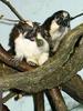 Geoffroy's Tamarin (Saguinus geoffroyi) - Wiki