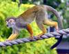Common Squirrel Monkey (Saimiri sciureus) - Wiki