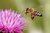 Western Honey Bee (Apis mellifera) - Wiki