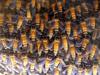 Giant Honey Bee (Apis dorsata) - Wiki