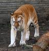 Golden Tabby (Golden Tiger) - Wiki
