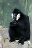 White-cheeked Crested Gibbon (Nomascus leucogenys) - Wiki