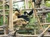 White-cheeked Crested Gibbon (Nomascus leucogenys) pair