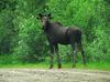 Moose (Alces alces) - Wiki