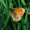 Small Heath Butterfly (Coenonympha pamphilus) - Wiki