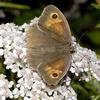 Meadow Brown Butterfly (Maniola jurtina) - Wiki
