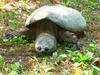 Common Snapping Turtle (Chelydra serpentina) - Wiki