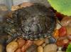 Red-eared Slider (Trachemys scripta elegans) - Wiki